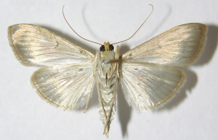 Fig 11. Adulto <i>Patania</i></i> Solis04, vista ventral en alas abiertas mide 26 mm. Voucher 09-SRNP-57255-DHJ515443.
