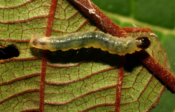 Fig 3. Larva <i>Patania </i></i>Solis04, medida de largo 15 mm último estadio, Sector Pitilla, ACG.
Voucher 11-SRNP-72391-DHJ484803.jpg.