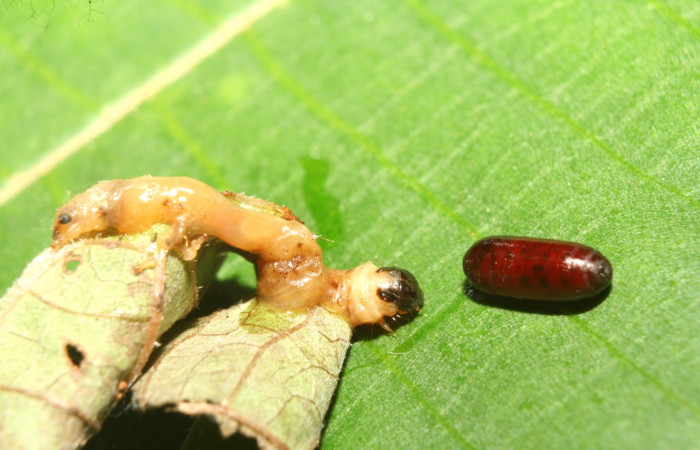Fig 12. Pupario de familia (Tachinidae), y cadaver de larva  <i>Patania</i></i> Solis04, en último estadío. Estación Quica, ACG. Voucher 13-SRNP-71457-DHJ703054.jpg.