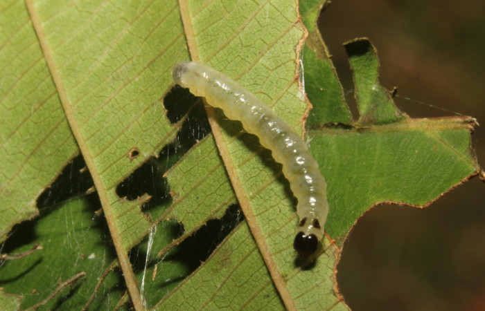 Fig 1. Larva <i>Patania</i></i> Solis04, dorsal entero, (ppu)  estadio intermedio de la larva, medida de largo 20 mm. Voucher 18-SRNP-26497-DHJ731609.jpg.