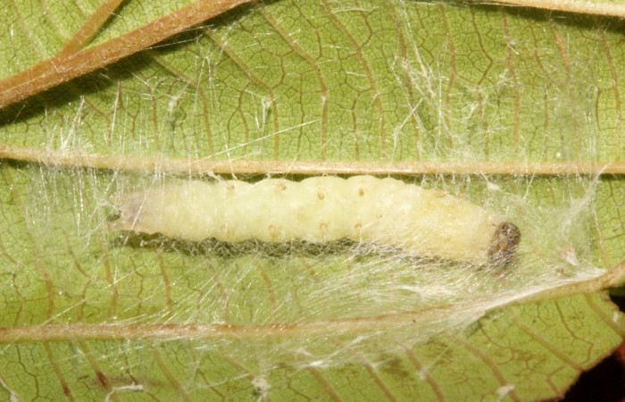 Fig 6. Prepupa <i>Patania</i></i> Solis04, cubierto de hilo de seda, vista ventral entero, Estación Wege, ACG. 26 mm de largo. Voucher 18-SRNP-26497-DHJ731627.jpg.