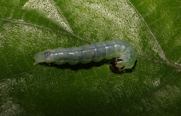 Fig 4. Larva <i>Patania</i></i> Solis04, medida 24 mm de largo último estadio, Sector Quebrada Tibio Perla, ACG. Voucher 19-SRNP-56341-DHJ712547.jpg.