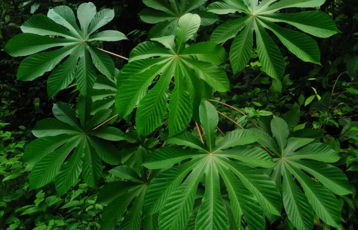 Fig. 14. <i>Cecropia obtusifolia</i></i>, familia Urticaceae planta hospedera de larva <i>Patania</i></i>, Solis04 (Crambidae), creciendo en alrededores de Estación Biológica Llanura, ACG.  Foto, Cirilo Umaña, 24/08/2021.