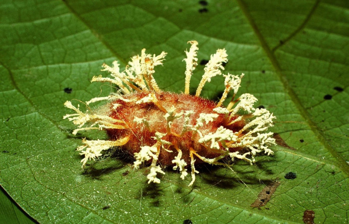 Figura 22. Hongos que infectan a las pupas Voucher, 01-SRNP-25148-DHJ63997.