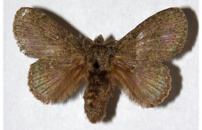 Figura 15. Adulto de <i>Euglyphis melancholica</i></i> familia (Lasiocampidae); En posición de dorsal Voucher, 01-SRNP-62-DHJ319460. Hembra