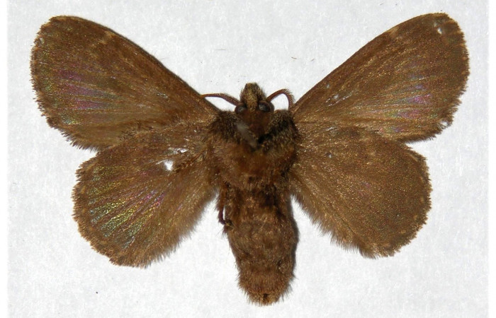 Figura 16. Adulto de <i>Euglyphis melancholica</i></i> familia (Lasiocampidae); En posición de ventral Voucher, 01-SRNP-62-DHJ319461. Hembra.