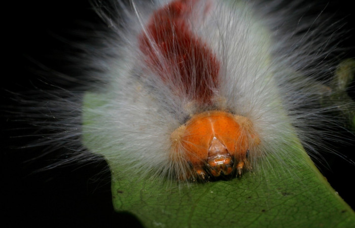 Figura 17. <i>Euglyphis barda</i></i> familia (Lasiocampidae): En posición de cabeza, Voucher, 07-SRNP-1937-DHJ421024.