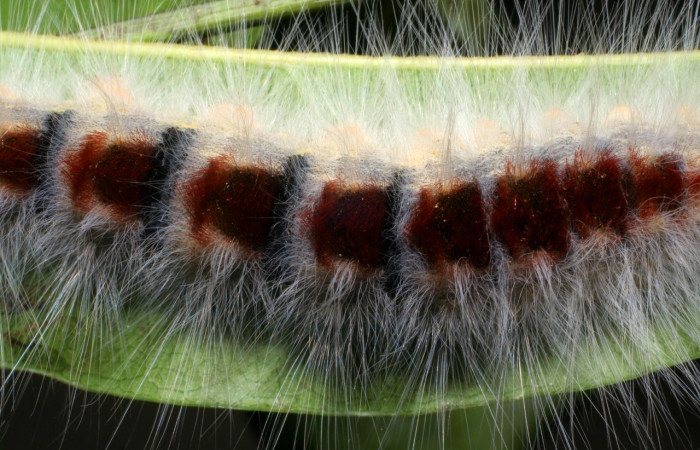 Figura 18. <i>Euglyphis barda</i></i> familia (Lasiocampidae): En posición dorsal, Voucher, 07-SRNP-1937-DHJ421029.