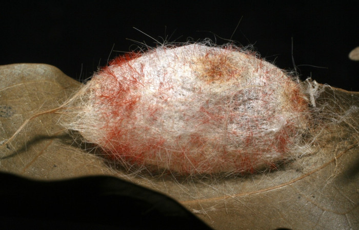 Figura 19. Capullo, adentro puparios de <i>Blepharipa</i></i> Wood06DHJ01 (Tachinidae). Voucher, 07-SRNP-1941-DHJ447799.