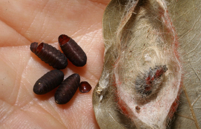 Figura 20. Capullo, y puparios de <i>Blepharipa</i></i> Wood06DHJ01 (Tachinidae). Voucher, 07-SRNP-1941-DHJ447802.