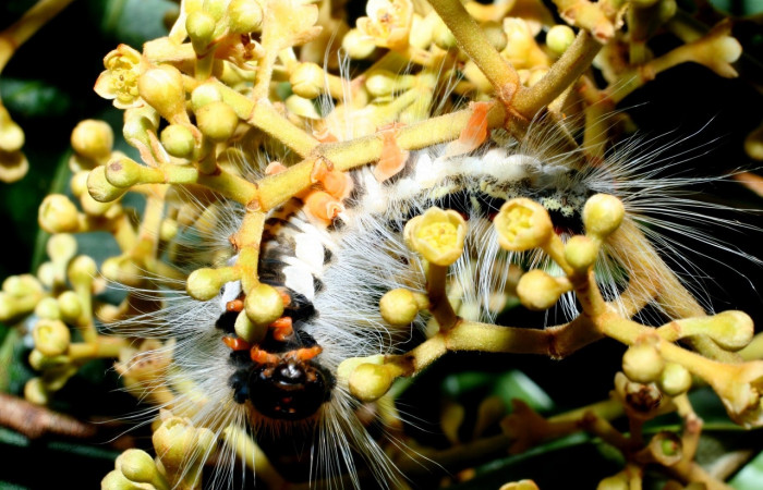 Figura 7. <i>Euglyphis melancólica</i></i> familia (Lasiocampidae); En posición de ventral Voucher, 09-SRNP-36469-DHJ459190.