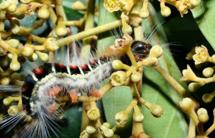 Figura 8. <i>Euglyphis melancholica</i></i> familia (Lasiocampidae); En posición de latral Voucher, 09-SRNP-36469-DHJ459191.