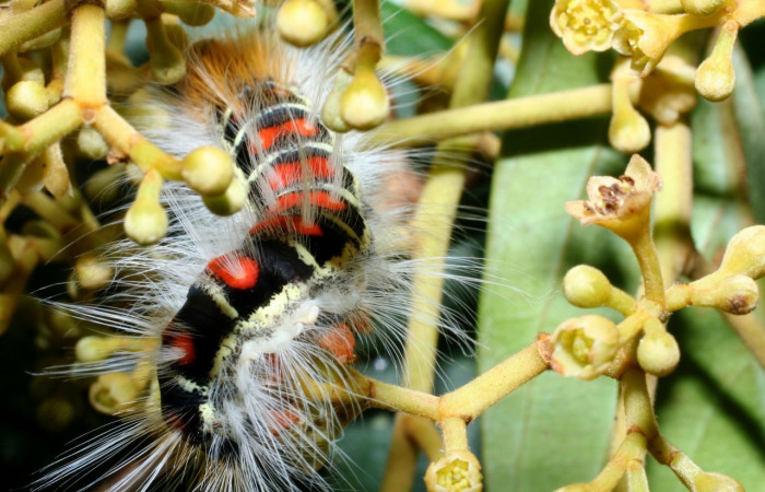 Figura 10. <i>Euglyphis melancholica</i></i> familia (Lasiocampidae); En posición de dorsal Voucher, 09-SRNP-36469-DHJ459192.