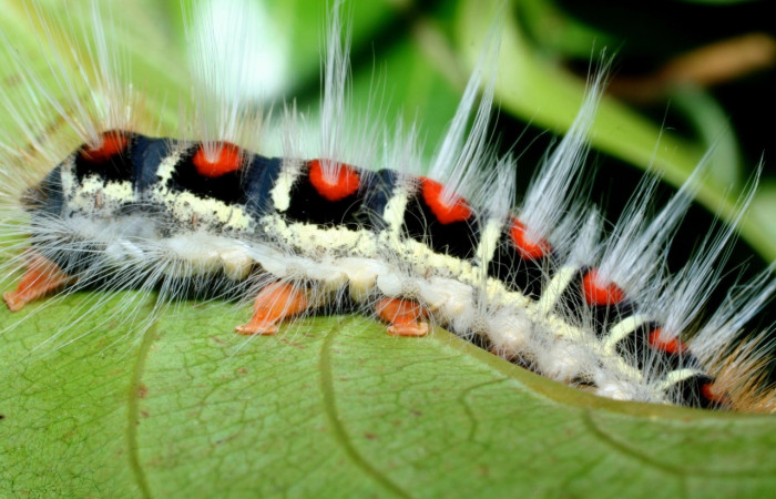 Figura 12. <i>Euglyphis melancholica</i></i> familia (Lasiocampidae); En posición de lateral Voucher, 09-SRNP-36469-DHJ459194.