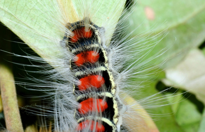Figura 6. <i>Euglyphis melancholica</i></i> familia (Lasiocampidae); En posición dorsal mostrando manchas rojas, Voucher, 09-SRNP-36469-DHJ459195.