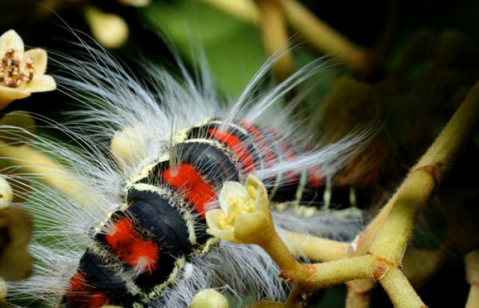 Figura 9. <i>Euglyphis melancholica</i></i> familia (Lasiocampidae); En posición de dorsal Voucher, 09-SRNP-36469-DHJ459196.
