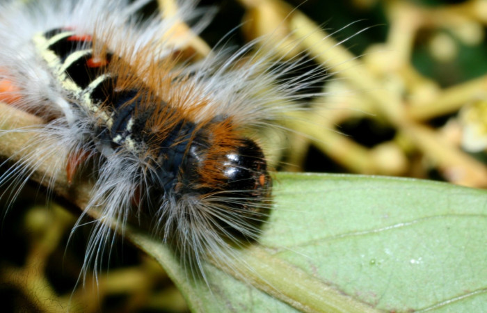 Figura 11. <i>Euglyphis melancholica</i></i> familia (Lasiocampidae); En posición de lateral mostrando cabeza, Voucher, 09-SRNP-36469-DHJ459197.