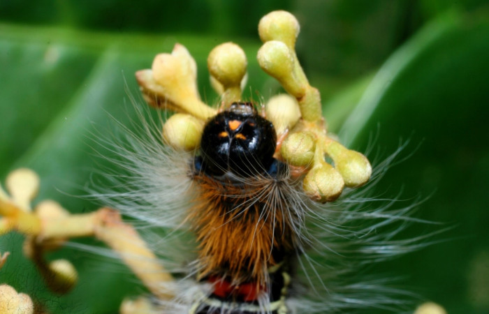 Figura 5. <i>Euglyphis melancholica</i></i> familia (Lasiocampidae); En posición de cabeza. Voucher, 09-SRNP-36469-DHJ459200.
