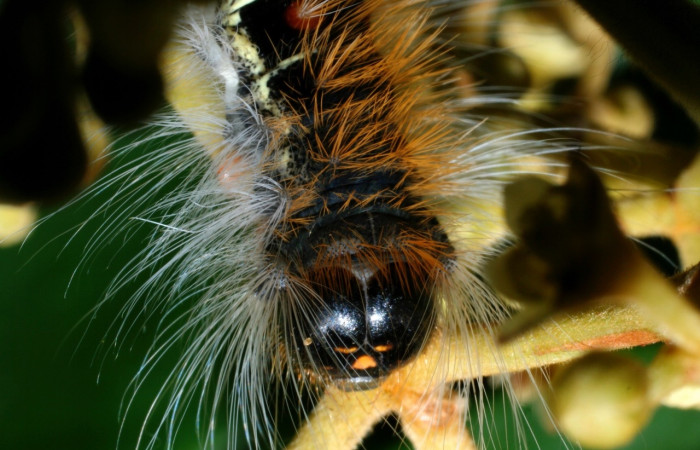 Figura 4. <i>Euglyphis melancholica</i></i> familia (Lasiocampidae); En posición de cabeza. Voucher, 09-SRNP-36469-DHJ459201.