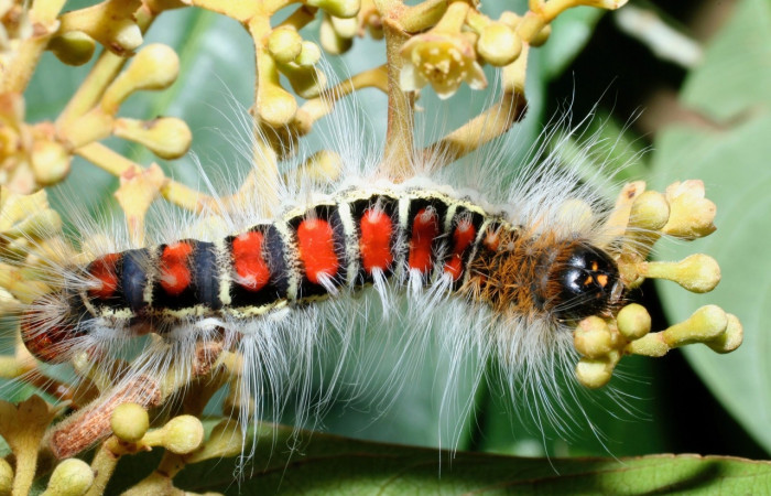 Figura 3. <i>Euglyphis melancholica</i></i> familia (Lasiocampidae); En posición dorsal. Voucher, 09-SRNP-36469-DHJ459203.