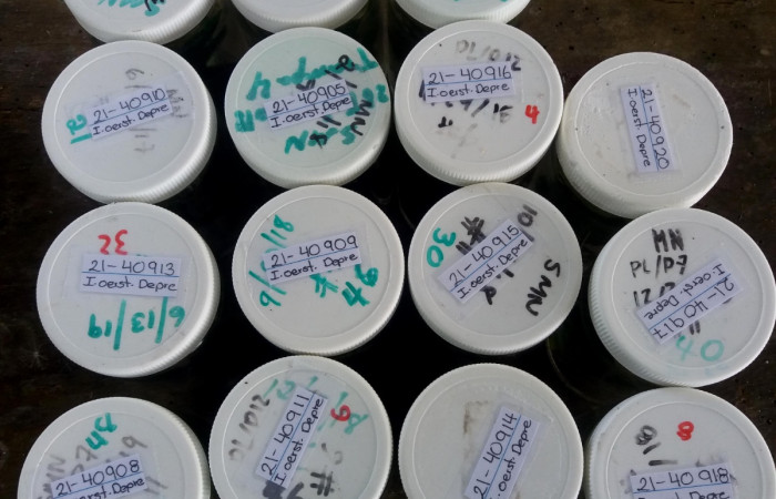 Figura 2. Equipo de trabajo (vasos) para el proyecto de la investigación de las larvas. Foto, Pablo Umaña 22 de Abril del 2021