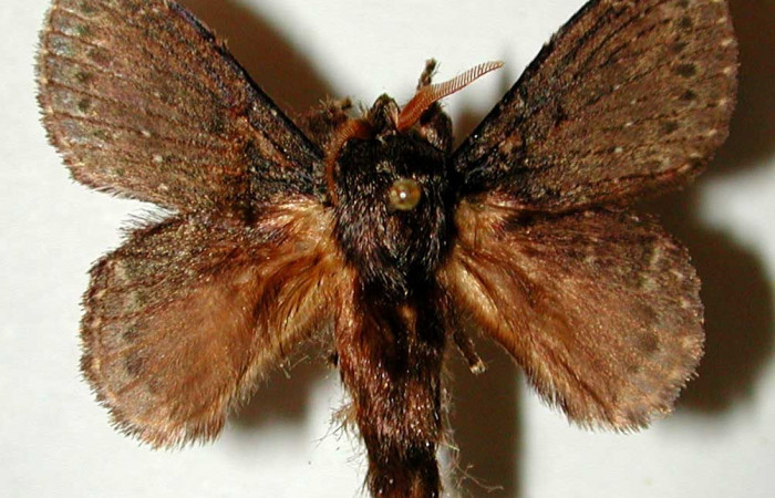 Figura 13. Adulto de <i>Euglyphis melancholica</i></i> familia (Lasiocampidae); En posición de dorsal Voucher, 97-SRNP-11124-DHJ33200.