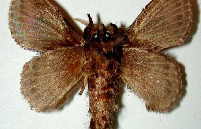 Figura 14. Adulto de <i>Euglyphis melancholica</i></i> familia (Lasiocampidae); En posición de ventral Voucher, 97-SRNP-11124-DHJ33201.