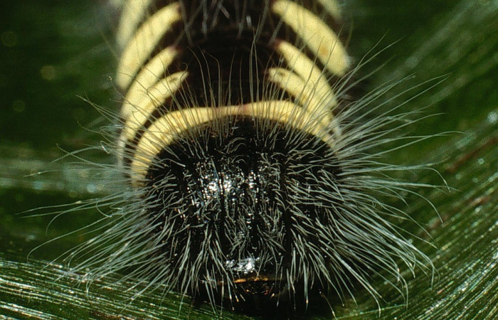 Figura 10. Larva <i>Jonaspyge aesculapus</i></i>, (Hesperiidae), posición cabeza, alimentándose en <i>Meliosma glabrata</i></i> (Sabiaceae). 19 julio 2018. Sector Cacao, Sendero Arenales, (elevación 1080),  (03-SRNP-3699-DHJ72560.jpg).