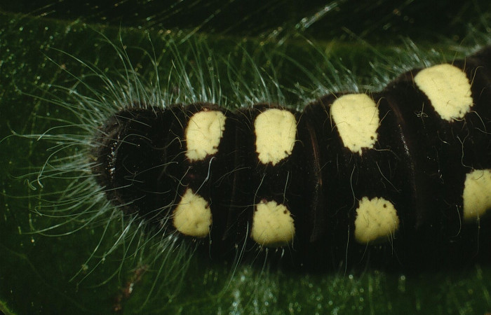 Figura 11. Larva <i>Jonaspyge aesculapus</i></i>, (Hesperiidae), posición parte posterior, alimentándose en <i>Meliosma glabrata</i></i> (Sabiaceae). 19 julio 2018. Sector Cacao, Sendero Arenales, (elevación 1080), (03-SRNP-3699-DHJ72566.jpg).