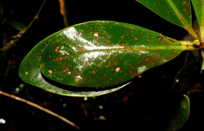 Figura 12. Larva <i>Jonaspyge aesculapus</i></i>, (Hesperiidae), ensu casita casita, alimentándose en <i>Drimys granadensis</i></i> (Winteraceae). 17 agosto 2010. Sector Cacao, Sendero Cima, (elevación 1460 metros), (10-SRNP-35738-DHJ496360.jpg).