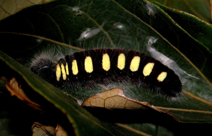 Figura 14. Larva <i>Jonaspyge aesculapus</i></i>, (Hesperiidae), posición lateral entero alimentándose en <i>Hampea appendiculata</i></i> (Malvaceae). 21 enero 2004. Sector Cacao, Estación Cacao, (elevación 1150 metros),  (04-SRNP-35064-DHJ401577.jpg).