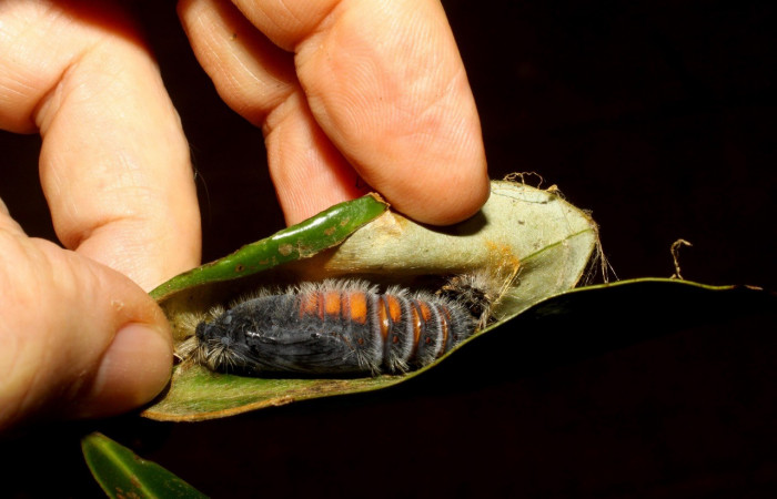 Figura 17. Pupa <i>Jonaspyge aesculapus</i></i>, (Hesperiidae), posición lateral entero. 10 agosto 2010. Sector Cacao, Sendero Cima, (elevación 1460 metros),  (10-SRNP-35667-DHJ479973.jpg).