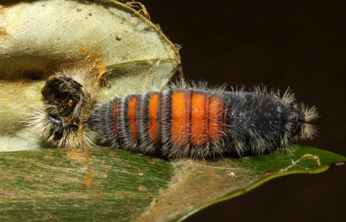 Figura 18. Pupa <i>Jonaspyge aesculapus</i></i>, (Hesperiidae), posición ventral entero. 10 agosto 2010. Sector Cacao, Sendero Cima, (elevación 1460 metros), (10-SRNP-35667-DHJ479978.jpg).