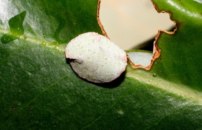 Figura 1. Casita de la larva <i>Jonaspyge aesculapus</i></i>, (Hesperiidae), en la planta <i>Drimys granadensis</i></i> (Winteraceae), (10-SRNP-35518-DHJ477452.jpg). 12 julio 2010. Sector Cacao, Sendero Cima, (elevación 1460 metros).