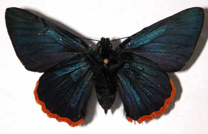 Figura 20. Adulto de <i>Jonaspyge aesculapus</i></i> (Hesperiidae), posición vista ventral. Hembra. (02-SRNP-23111-DHJ37279).