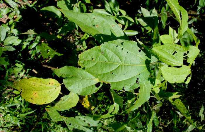 Figura 21. Planta hospedera <i>Hampea appendiculatus</i></i> (Malvaceae), de <i>Jonaspyge aesculapus</i></i>, (Hesperiidae), Foto, Jorge Hernández, 19 Agosto 2008.