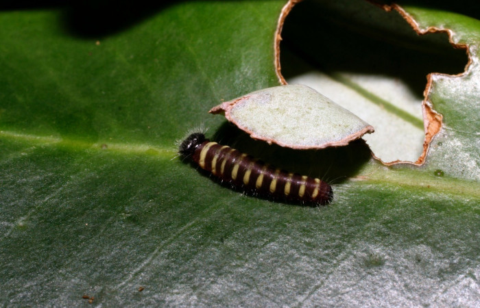 Figura 2. Larva <i>Jonaspyge aesculapus</i></i>, (Hesperiidae), en su casita, alimentándose en <i>Drimys granadensis</i></i> (Winteraceae), (10-SRNP-35518-DHJ477458.jpg). 12 julio 2010. Sector Cacao, Sendero Cima, (elevación 1460 metros).