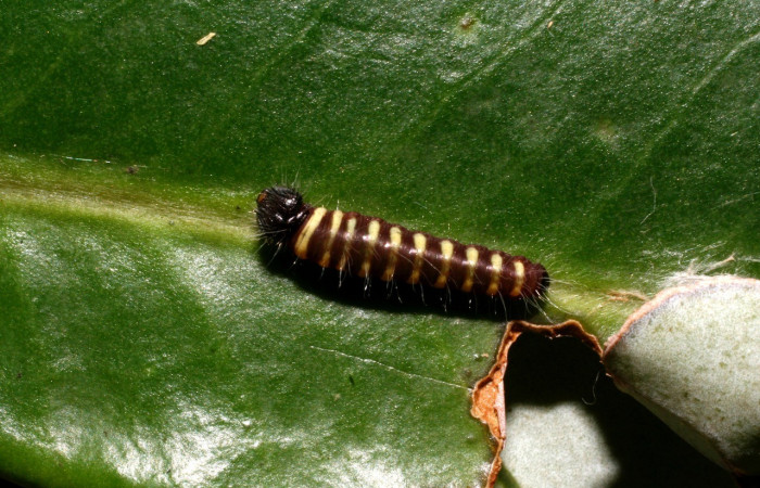 Figura 3. Larva <i>Jonaspyge aesculapus</i></i>, (Hesperiidae), posición dorsal entero, alimentándose en <i>Drimys granadensis</i></i> (Winteraceae). 11 febrero 2016. Sector Cacao, Sendero Cima, (elevación 1460 metros), (10-SRNP-35518-DHJ477459.jpg).