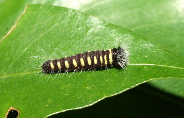 Figura 4. Larva <i>Jonaspyge aesculapus</i></i>, (Hesperiidae), posición lateral entero, alimentándose en <i>Drimys granadensis</i></i> (Winteraceae). 11 febrero 2016. Sector Cacao, Estación Cacao, (elevación 1150 metros),  (16-SRNP-35192-DHJ709665.jpg).