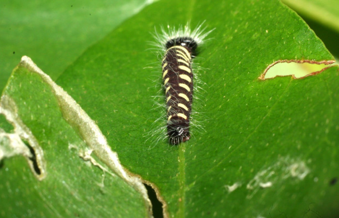 Figura 5. Larva <i>Jonaspyge aesculapus</i></i>, (Hesperiidae), posición parte posterior, alimentándose en <i>Drimys granadensis</i></i> (Winteraceae). 11 febrero 2016. Sector Cacao, Estación Cacao, (elevación 1150 metros), (16-SRNP-35192-DHJ709664.jpg).
