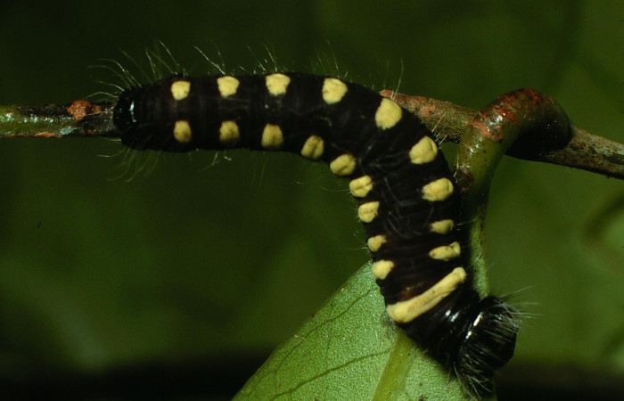 Figura 6. Larva <i>Jonaspyge aesculapus</i></i>, (Hesperiidae), posición dorsal entero, alimentándose en <i>Nectandra salicifolia</i></i> (Lauraceae). 13 febrero 2003. Sector Cacao, Sendero Derrumbe, (elevación 1220 metros), (03-SRNP-3344-DHJ72341.jpg).