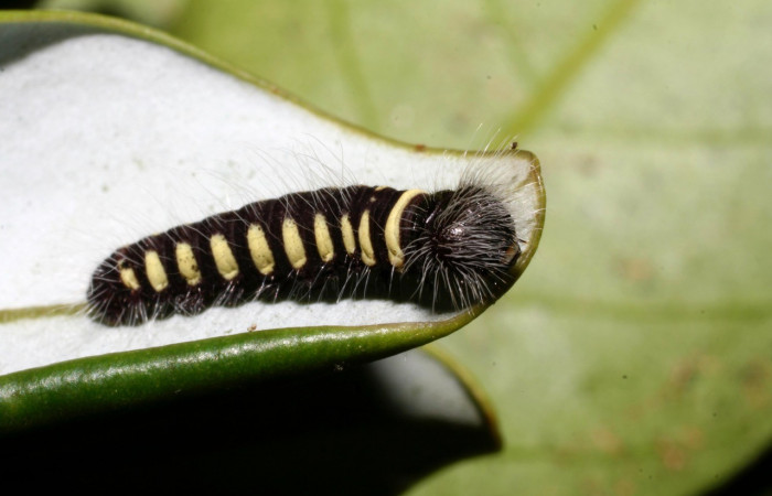 Figura 7. Larva <i>Jonaspyge aesculapus</i></i>, (Hesperiidae), posición lateral entero, alimentándose en <i>Drimys granadensis</i></i> (Winteraceae). 13 febrero 2003. Sector Cacao, Sendero Cima, (elevación 1460 metros),  (10-SRNP-35566-DHJ477478.jpg).