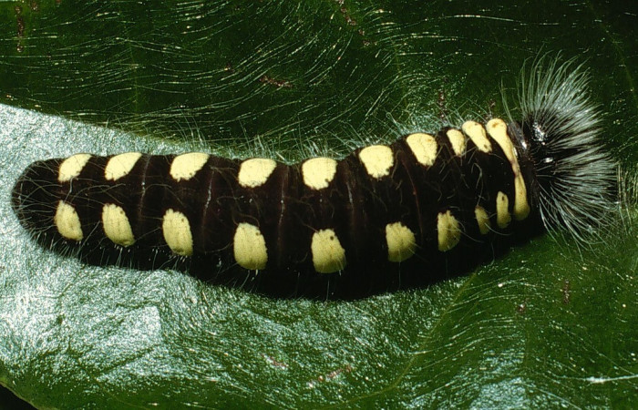 Figura 8. Larva <i>Jonaspyge aesculapus</i></i>, (Hesperiidae), posición dorsal entero, alimentándose en <i>Meliosma glabrata</i></i> (Sabiaceae). 28 marzo 2003. Sector Cacao, Sendero Arenales, (elevación 1080 metros), (03-SRNP-3699-DHJ72553.jpg).