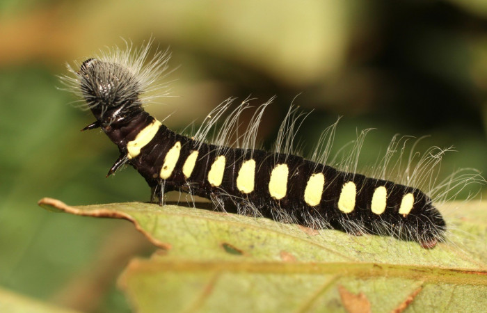 Figura 9. Larva <i>Jonaspyge aesculapus</i></i>, (Hesperiidae), posición lateral entero, alimentándose en <i>Ocotea hartshorniana</i></i> (Lauraceae). 19 julio 2018. Sector Cacao, Naranjales, (18-SRNP-35404-DHJ734860.jpg).