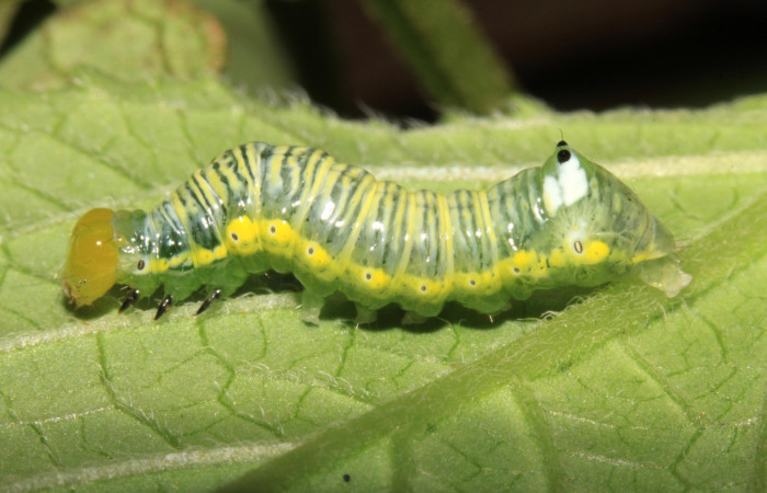 Parte lateral de Cropia hadenoides (Noctuidae) tercer estadio. Voucher 14-SRNP-31627-DHJ721385.jpg.