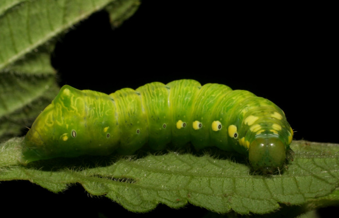 Parte lateral de Cropia hadenoides (Noctuidae), último estadio. Voucher: 06-SRNP-5141-DHJ410886.jpg.