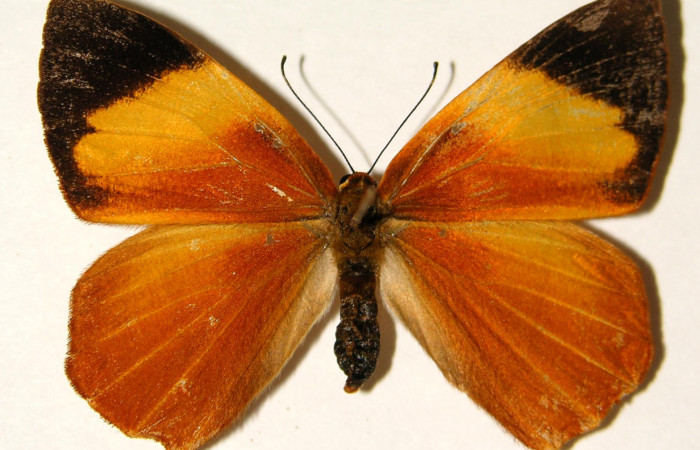 Figura 20. Adulto de larva <i>Euselasia cheles</i></i> (Riodinidae), (hembra), mostrando vista dorsal, localidad Rio Blanco Abajo Sector San Cristobál ACG (500m).  Voucher:01-SRNP-25307-DHJ91954.jpg.