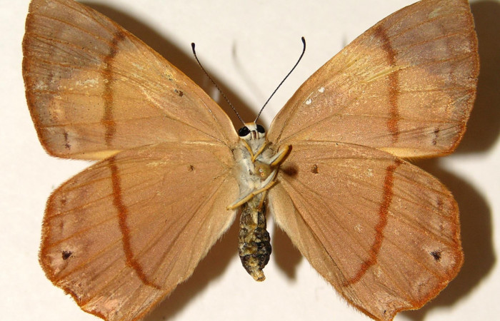 Figura 21. Adulto de larva <i>Euselasia cheles</i></i> (Riodinidae), (hembra), mostrando vista ventral, localidad Rio Blanco Abajo Sector San Cristobál ACG (500m). Voucher: 01-SRNP-25307-DHJ91955.jpg.