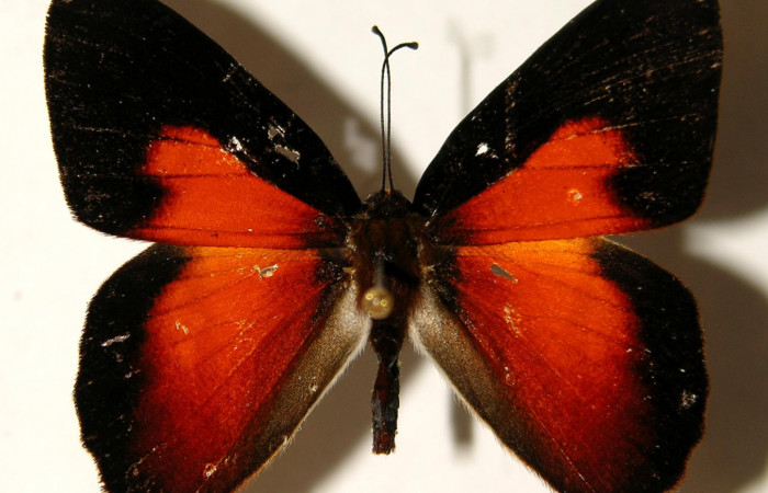 Figura 18. Adulto de larva <i>Euselasia cheles</i></i> (Riodinidae), (macho), mostrando vista dorsal, localidad Rio Blanco Abajo Sector San Cristobál ACG (500). Voucher: 01-SRNP-25325-DHJ91952.jpg.