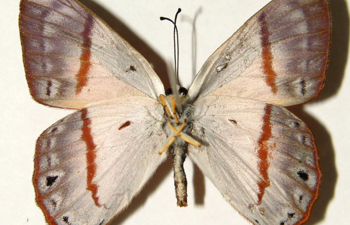 Figura 19. Adulto de larva <i>Euselasia cheles</i></i> (Riodinidae), (macho), mostrando vista ventral, localidad Rio Blanco Abajo  Sector San Cristobál ACG (500m). Voucher: 01-SRNP-25325-DHJ91953.jpg.